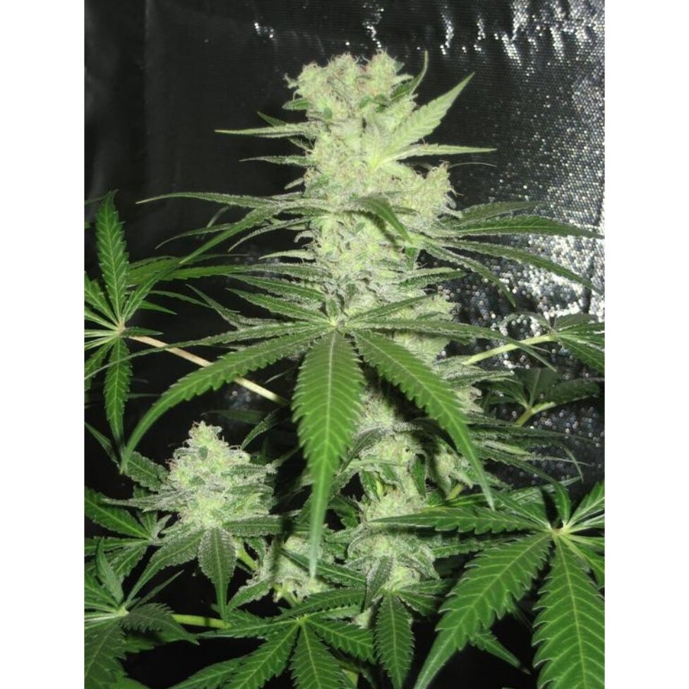 King Kong Fem. — Dr Underground King Kong Fem. — Dr Underground