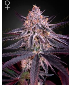 King's Juice Fem. — Green House