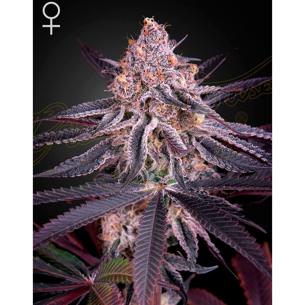 King's Juice Fem. — Green House