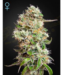 King's Kush Auto CBD — Green House