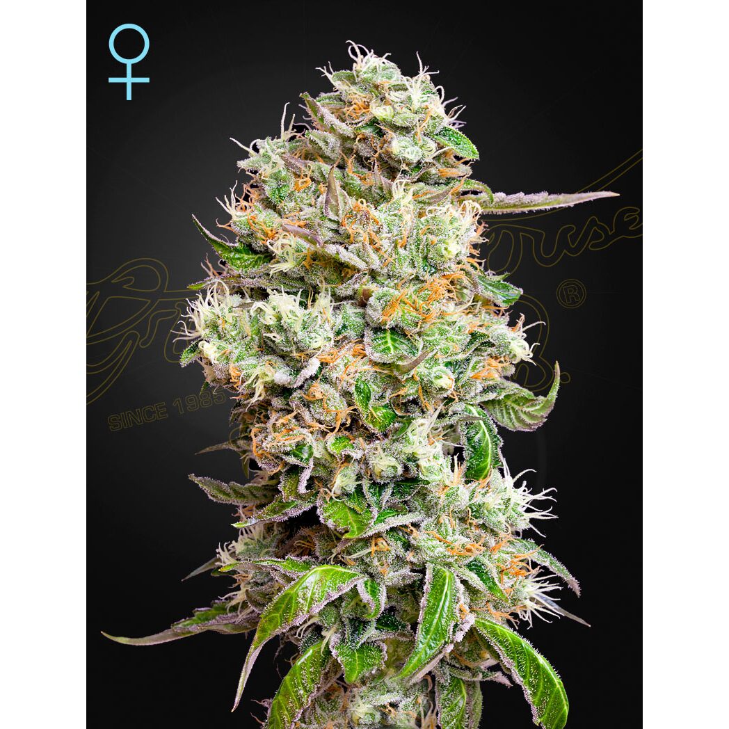 King's Kush Auto CBD — Green House