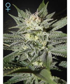 Kings Kush CBD Fem — Green House