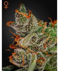 King´S Kush Fem. — Green House