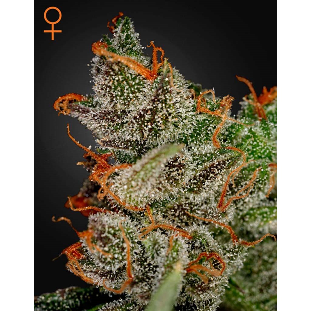 King´S Kush Fem. — Green House