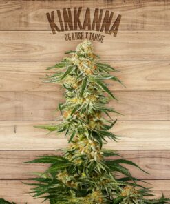 Kinkanna — The Plant