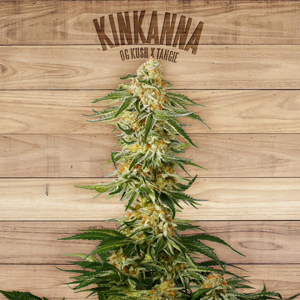 Kinkanna — The Plant