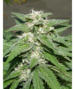 Kong 47 Fem. — Dr Underground