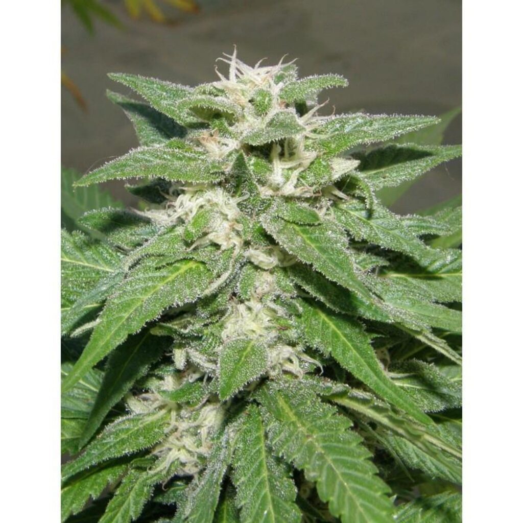 Kong 47 Fem. — Dr Underground