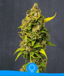 Kong Super Glue Auto — La Semilla Automática