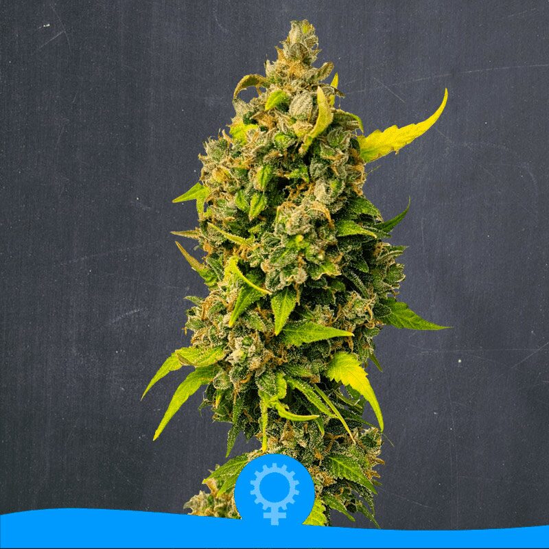Kong Super Glue Auto — La Semilla Automática