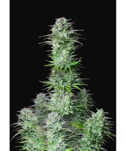 Kosher Cake Auto — FastBuds Seeds