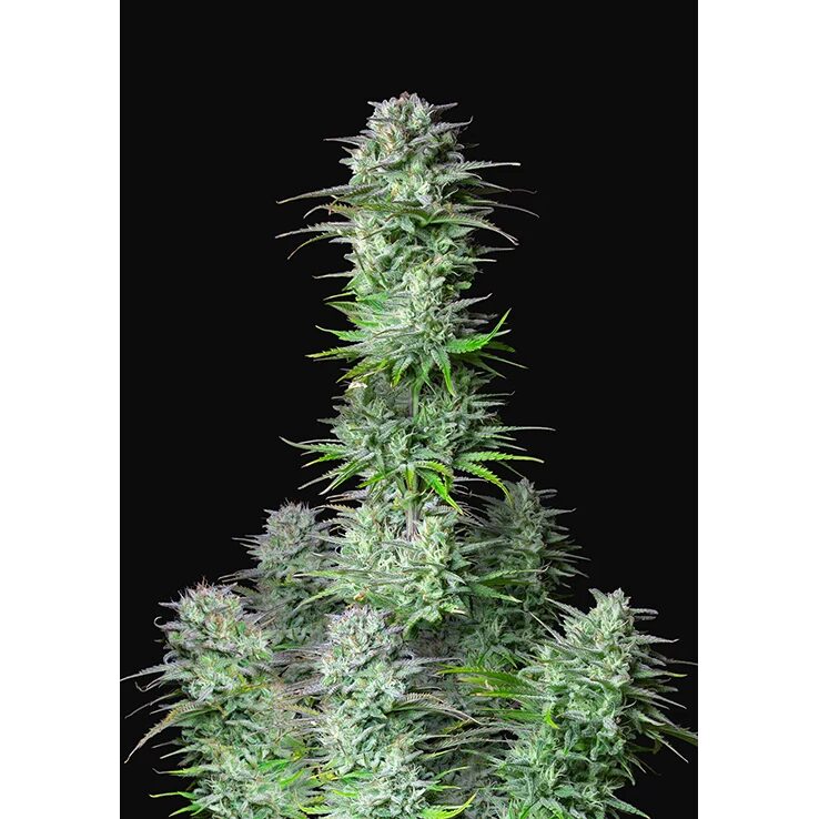 Kosher Cake Auto — FastBuds Seeds