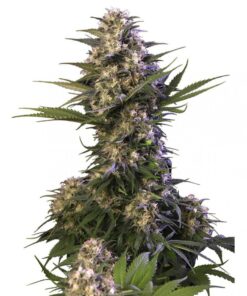 Kraken Fem — Buddha Seeds