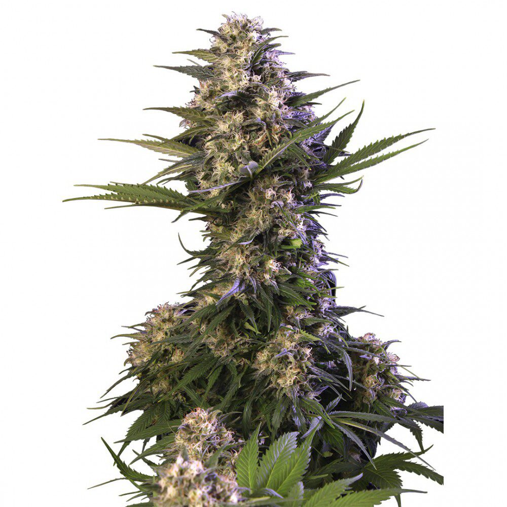 Kraken Fem — Buddha Seeds