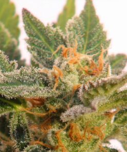 Kritic Auto — Kannabia Seeds