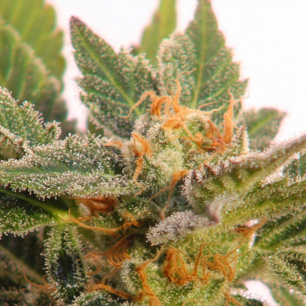 Kritic Auto — Kannabia Seeds