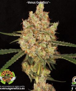 Kritical Max Auto — Venus Genetics