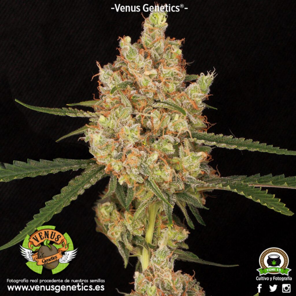 Kritical Max Auto — Venus Genetics Kritical Max Auto — Venus Genetics