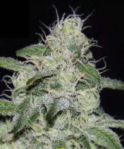 Kritikal Bilbo CBD Fem. — Genehtik