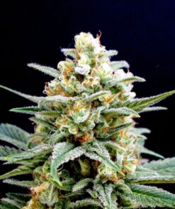 Kritikal-K Fem — Kannabia Seeds