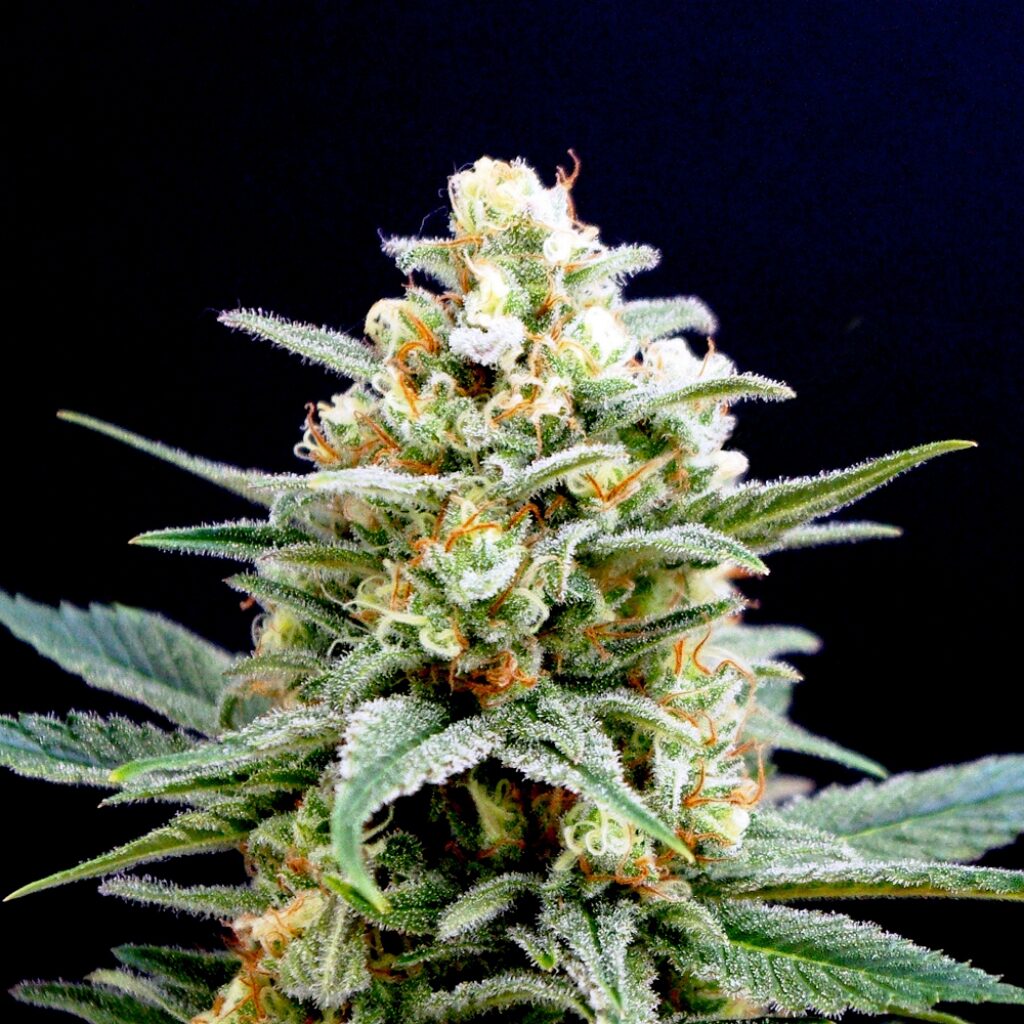 Kritikal-K Fem — Kannabia Seeds