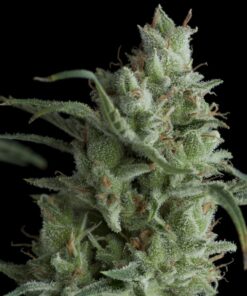 Kryptonite — Pyramid Seeds