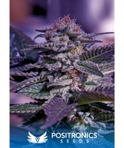 Kush Auto — Positronics