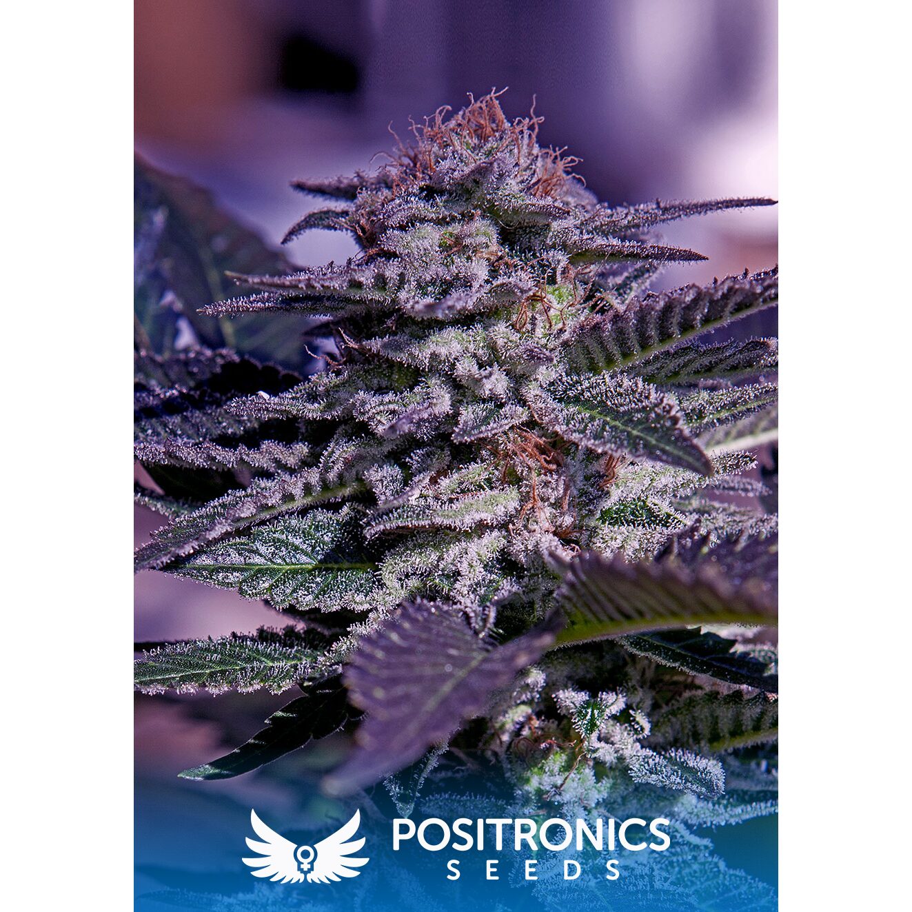 Kush Auto — Positronics
