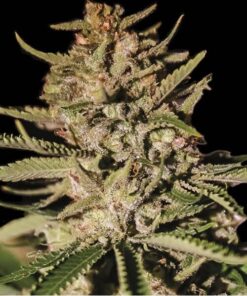 Kush Exclusive Fem — Exclusive Seeds