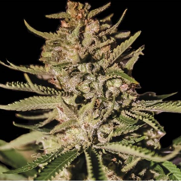 Kush Exclusive Fem — Exclusive Seeds
