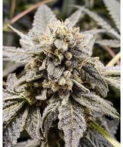 Kush Mints x Larry OG Fem — Tramuntana Seeds