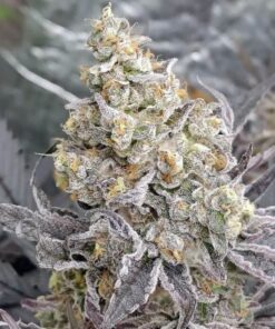 Kush Mints x Purple Punch Fem — Tramuntana Seeds