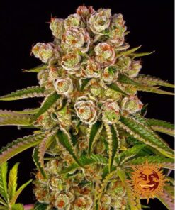 Kush Mintz Fem — Barney's Farm