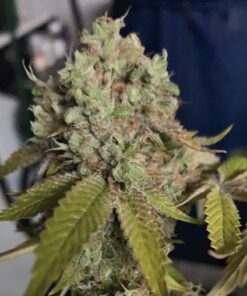 Kush Sherbet Fem — The Kush Brothers Seeds