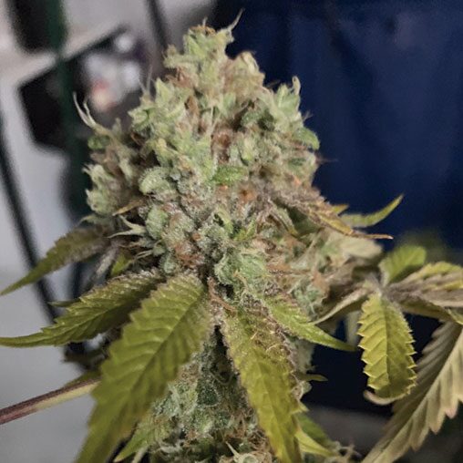 Kush Sherbet Fem — The Kush Brothers Seeds