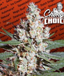 L.A. Amnesia Fem — Paradise Seeds