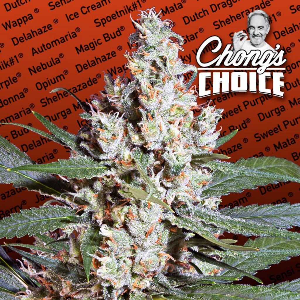 L.A. Amnesia Fem — Paradise Seeds