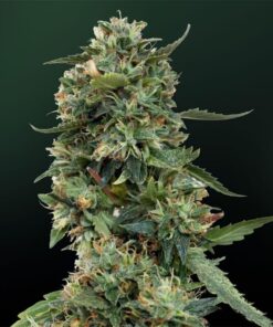 L.S.D. Fem — Barney's Farm