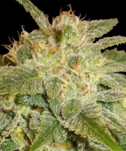 La Bella Afrodita Auto — Delicious Seeds
