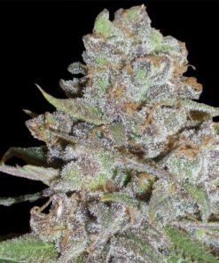 La Diva Auto — Delicious Seeds