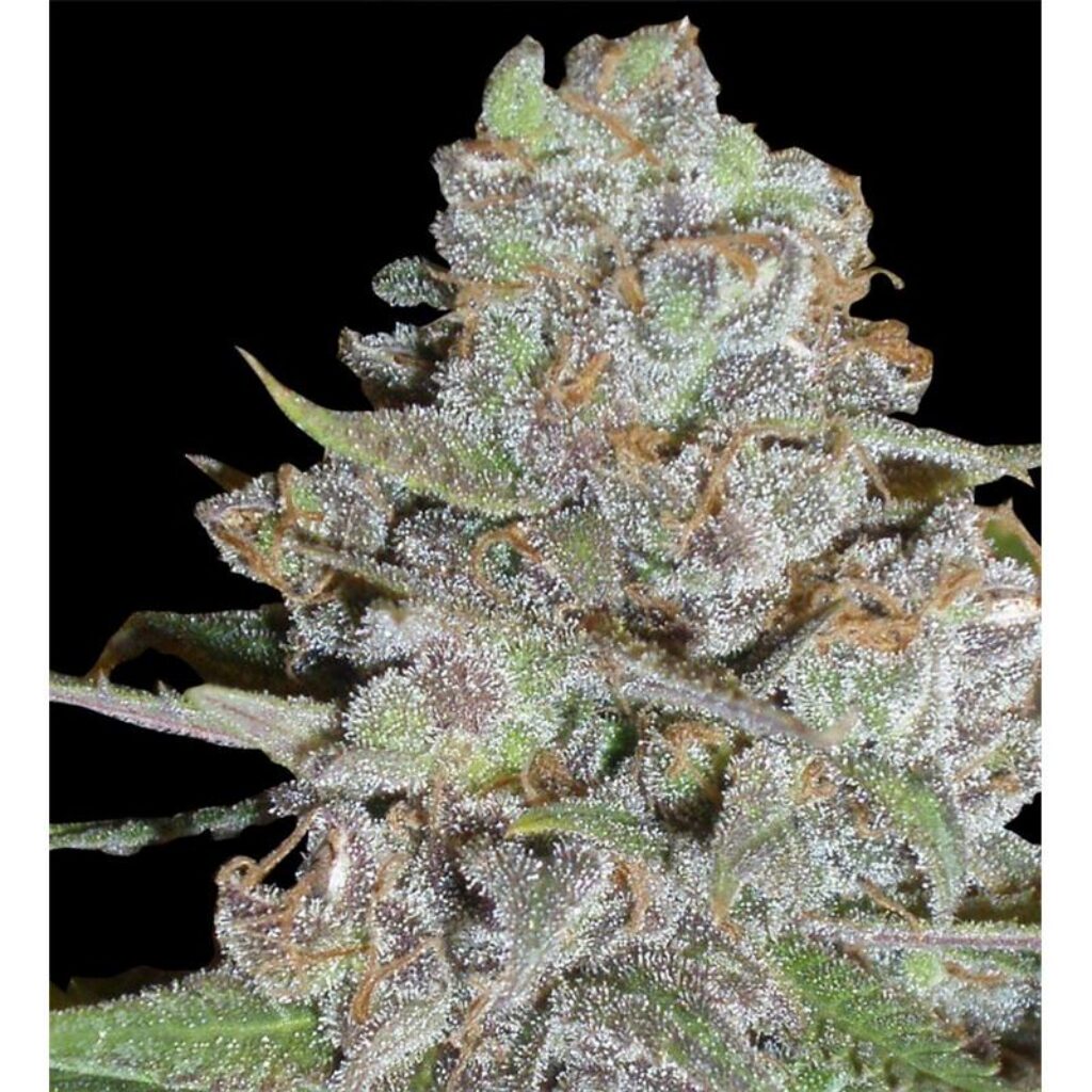 La Diva Auto — Delicious Seeds