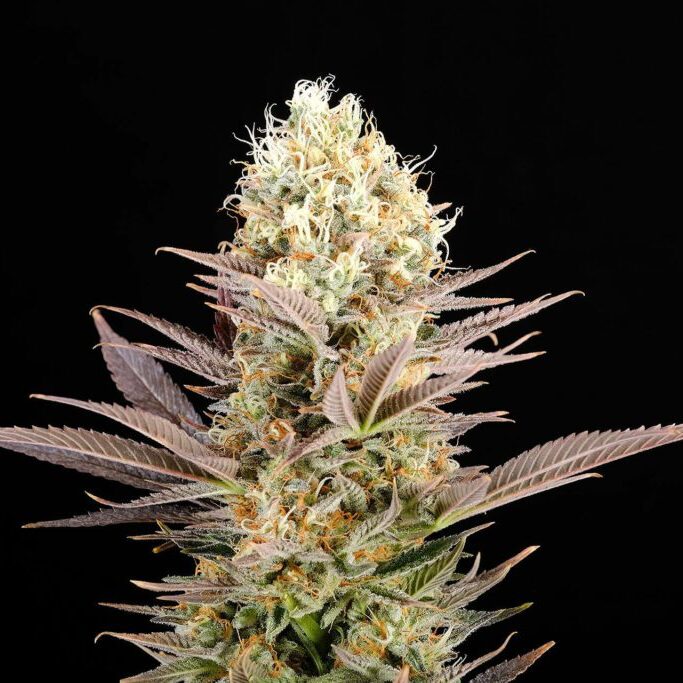 La Reina de Africa AKA Kaboom Fem — Kannabia Seeds La Reina de Africa AKA Kaboom Fem — Kannabia Seeds