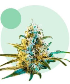 Lafanta CBD Auto — Light Buds Seeds