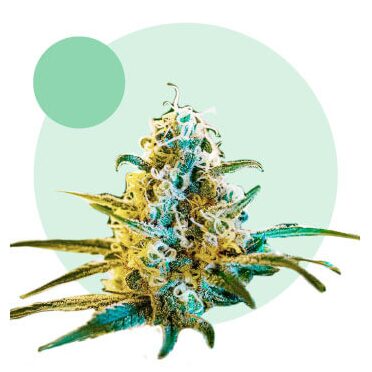 Lafanta CBD Auto — Light Buds Seeds