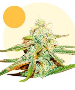 Lafanta CBD Fem — Light Buds Seeds