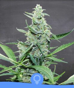 L'Amnesia Auto — La Semilla Automática
