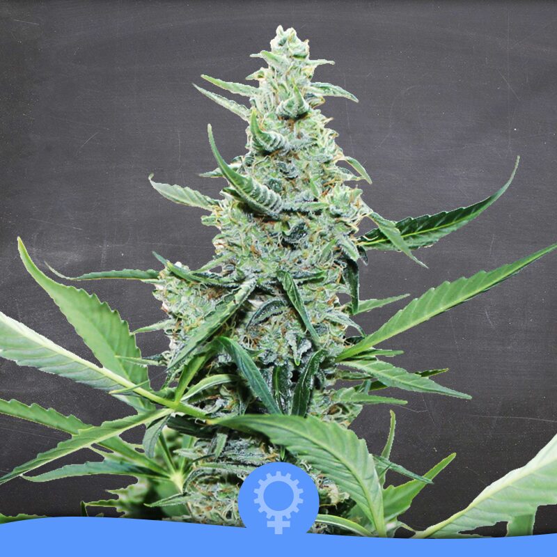 L'Amnesia Auto — La Semilla Automática