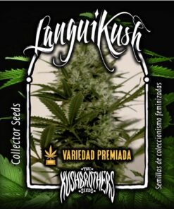 Langui Kush Fem — The Kush Brothers Seeds