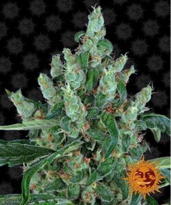 Laughing Buddha Fem — Barney's Farm
