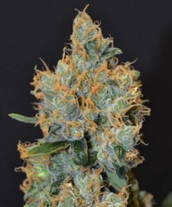 Lavender Fem — Cbd Seeds